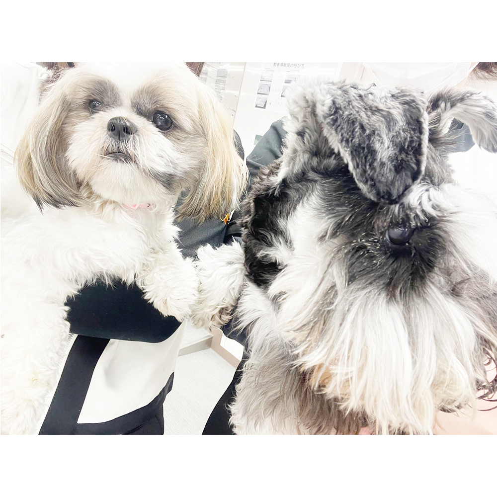 生徒が撮影したモデル犬の写真♪